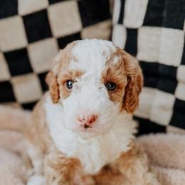 Buzz - Apricot male Goldendoodle puppy in Lakeland, Florida from Rolling Oak Doodles