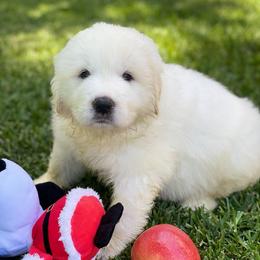 Light Green Girl - White female Great Pyrenees puppy in Red Bluff, California from River's Bend Walnut Orchard