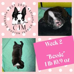 Bessie - Black brindle and white female Boston Terrier puppy in Jupiter, Florida from CJM Boston and Boxer Puppies