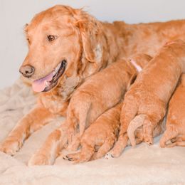Golden Retriever Puppies from Willowdale Puppies
