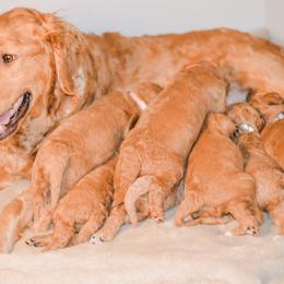 Golden Retriever Puppies from Willowdale Puppies