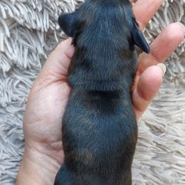 ISAAC - Black Brindle - Brindle male Dachshund puppy in Swink, Oklahoma from Palali Farm