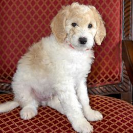 Red - Goldendoodle puppy from High Quality Goldendoodles