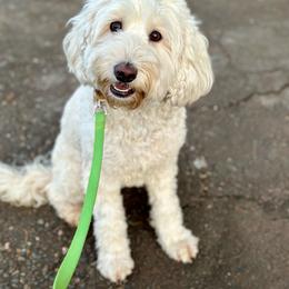 Coconut - Australian Labradoodle