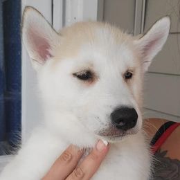 Siberian Huskies from Crystal Miller