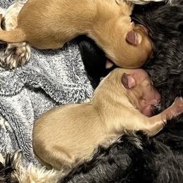 Bennie - Wheaten male Miniature Schnauzer puppy in Port Orchard, Washington from Silver Bells Miniature Schnauzers