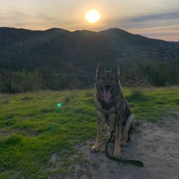 Bear - German Shepherd