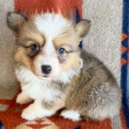 Full Fluff Lorelai - Sable and white female American Corgi puppy in Okeechobee, Florida from HotShot Kennels