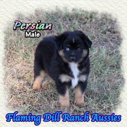 Persian - Black tri male Miniature Australian Shepherd puppy in Forestburg, Texas from Flaming Dill Ranch Aussies