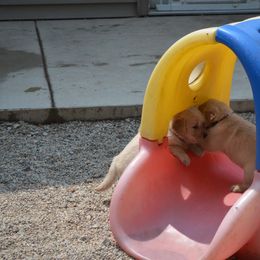 Golden Retriever Puppies from SUN-GOLDEN KENNELS
