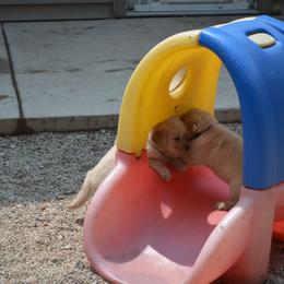 Golden Retriever Puppies from SUN-GOLDEN KENNELS