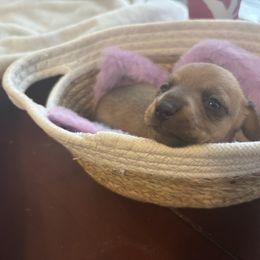 Hank - Red male Dachshund puppy in Colonial Heights, Virginia from Mimi’s Doxies