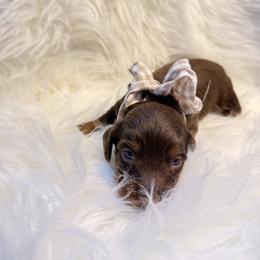 Lorcan - Chocolate and tan male Dachshund puppy in Uriah, Alabama from Vera Ruth Farms