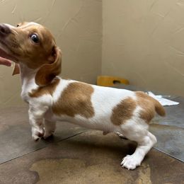 Uno - Dapple male Dachshund puppy in Irving, Texas from DFW Dachshunds by G & S