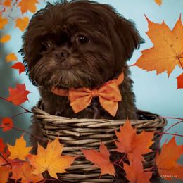 Crosby - Chocolate male Shih Tzu puppy in Tallahassee, Florida from Bows and Bow Ties