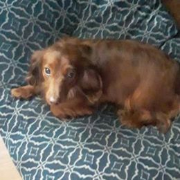 Dachshunds and Goldendoodles from Windy Ridge Doxies and Doodles