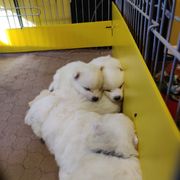 American Eskimo Dog Puppies from Fissan Kennel