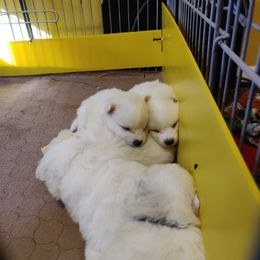 American Eskimo Dog Puppies from Fissan Kennel