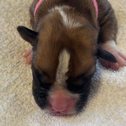 Daisy - Fawn female Boxer puppy in Plainville, Connecticut from AKC Boxer Club Plainville and Plank trail boxers