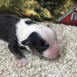 Black Tri-2 - Black tri female Miniature Australian Shepherd puppy in Ronan, Montana from Dirt Road Aussie’s of Montana