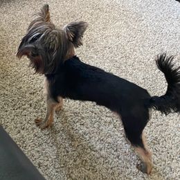 Yorkshire Terrier All Grown Up from Elizabeth Logan