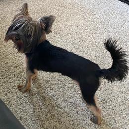 Yorkshire Terrier All Grown Up from Elizabeth Logan