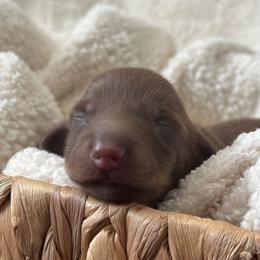 Major - Chocolate and cream male Dachshund puppy in Murrieta, California from Dash of Love