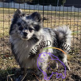 Tequila - Pomeranian