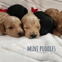 Poodles from Sally Hamer