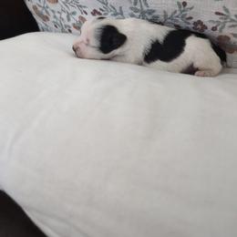 Minnie - Parti female Miniature Schnauzer puppy in Huron, Tennessee from Wilma's Paw-Paw Patch