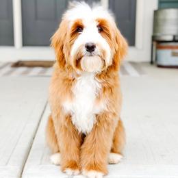 Banks - Bernedoodle