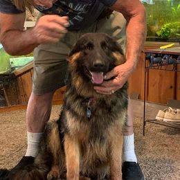 Gidget - German Shepherd