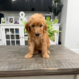 Light Pink - Apricot female Goldendoodle puppy in Bakersfield, California from Lavish Doodles