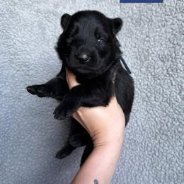 Lupine - Black male German Shepherd puppy in New Cambria, Missouri from Des Hausraben Shepherds