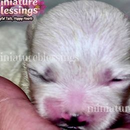 Biewer Terriers, Miniature Schnauzers, Morkies, and Yorkshire Terriers from Blue Ridge Mountain Puppies