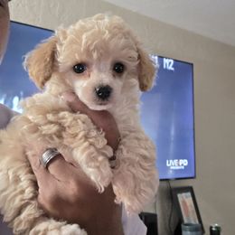Boy1 - Apricot male Poodle puppy in Lawton, Oklahoma from My Precious Toy Poodles