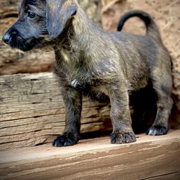 Aussiedoodle and Leopardoodle Puppies from A Puppy Crush