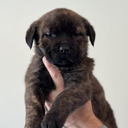 Echo - Chestnut brindle female Cane Corso puppy in Cable, Ohio from Americana Cane Corso