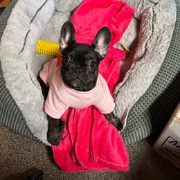 Kalea - Tricolors female French Bulldog puppy in Riverview, Florida from The Frenchie Lady Co.