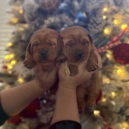 Orange - Yellow female Labrador Retriever puppy in Canton, Georgia from Dukes Retirevers