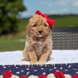 Ruby - Apricot female Goldendoodle puppy in Estesburg, Kentucky from Wet Goldendoodle Kisses