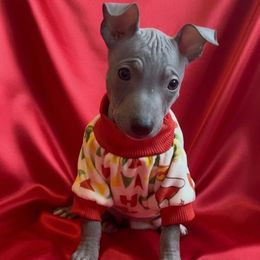 Kash - White and blue male American Hairless Terrier puppy in Atlanta, Georgia from Royal Flush Kennels