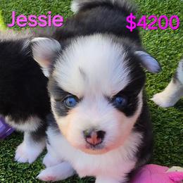 Jessie - Black and white female Pomsky puppy in Fredericksburg, Virginia from Purely Pomskies
