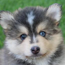 Assorted Doodle Crosses and Pomsky Puppies from Lollipop Puppies