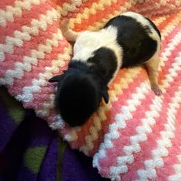 Girl 1 - Black and white female Coton de Tulear puppy in Boise, Idaho from Avana Cotons