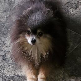 Boo - Pomeranian