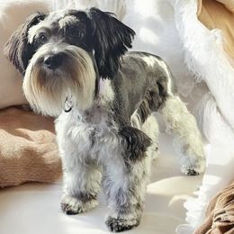 Sa'Vone - Miniature Schnauzer