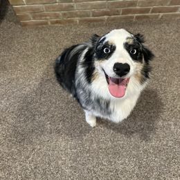 Gaia - Australian Shepherd