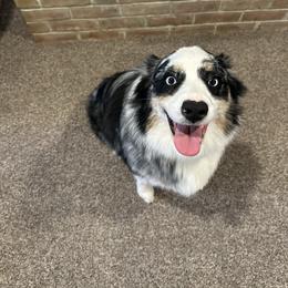 Gaia - Australian Shepherd