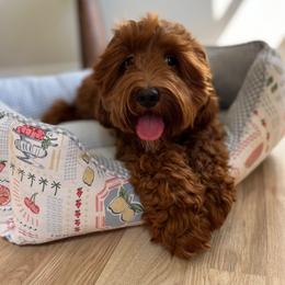 Bay - Goldendoodle